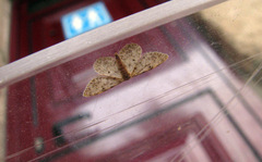 Idaea cervantaria