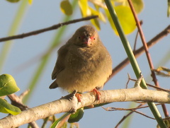 Lagonosticta senegala rendalli