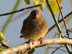 Lagonosticta senegala rendalli