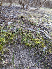 Thelymitra antennifera