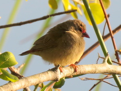 Lagonosticta senegala rendalli