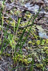 Thelymitra antennifera