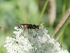 Ichneumon ambulatorius