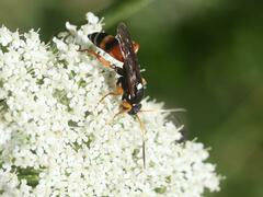Ichneumon ambulatorius