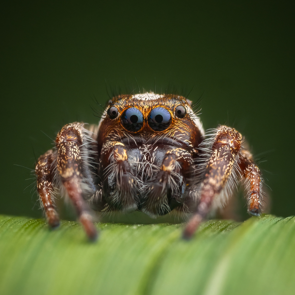 Bronze Jumping Spider from Annapolis, Nova Scotia, Canada on August 19 ...