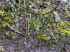 Thelymitra antennifera