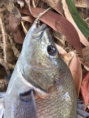 Hephaestus fuliginosus