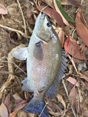 Hephaestus fuliginosus