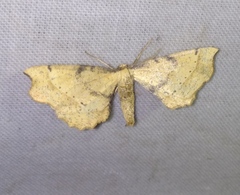 Artiora evonymaria