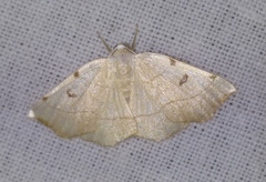 Eilicrinia trinotata