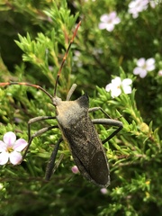 Elasmopoda valga