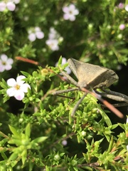 Elasmopoda valga