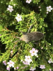 Elasmopoda valga