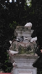 Columba livia domestica