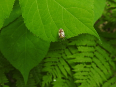 Elasmostethus atricornis