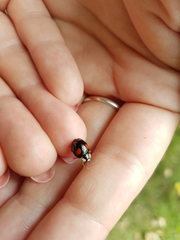 Harmonia axyridis