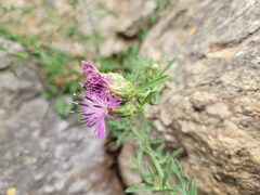 Centaurea aspera aspera