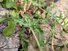 Centaurea aspera aspera
