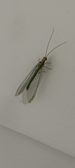 Nineta pallida