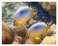 Chaetodon trifasciatus