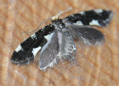 Triaxomera fulvimitrella