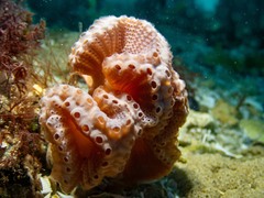 Sycozoa cerebriformis