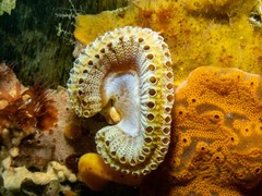 Botrylloides leachii