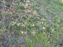 Tuberaria globulariifolia