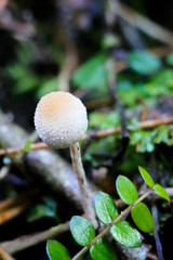 Tympanella galanthina