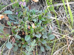 Tuberaria globulariifolia
