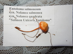 Entoloma salmoneum