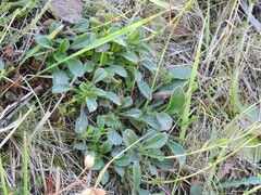 Tuberaria globulariifolia