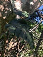 Monstera dubia