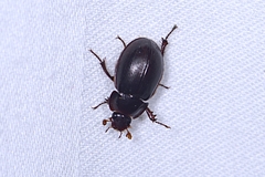 Hybosorus