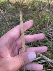 Hordelymus europaeus