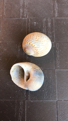 Naticarius stercusmuscarum