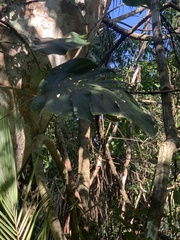 Monstera dubia