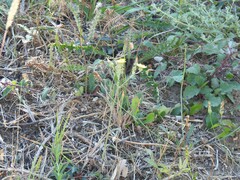 Cistus lasianthus alyssoides