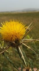 Centaurea verutum