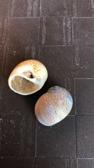 Naticarius stercusmuscarum