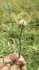 Centaurea verutum