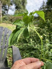 Solanum nigrum