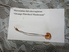 Marasmius fulvoferrugineus