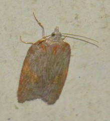 Acleris sparsana