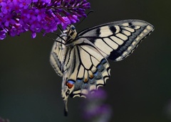 Papilio machaon