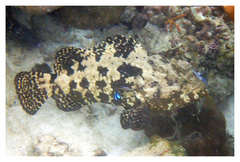 Epinephelus fuscoguttatus