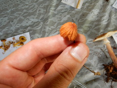 Marasmius fulvoferrugineus