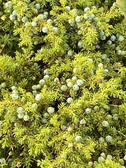 Juniperus brevifolia