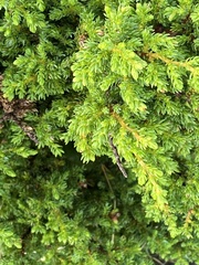 Juniperus brevifolia