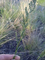Artemisia commutata